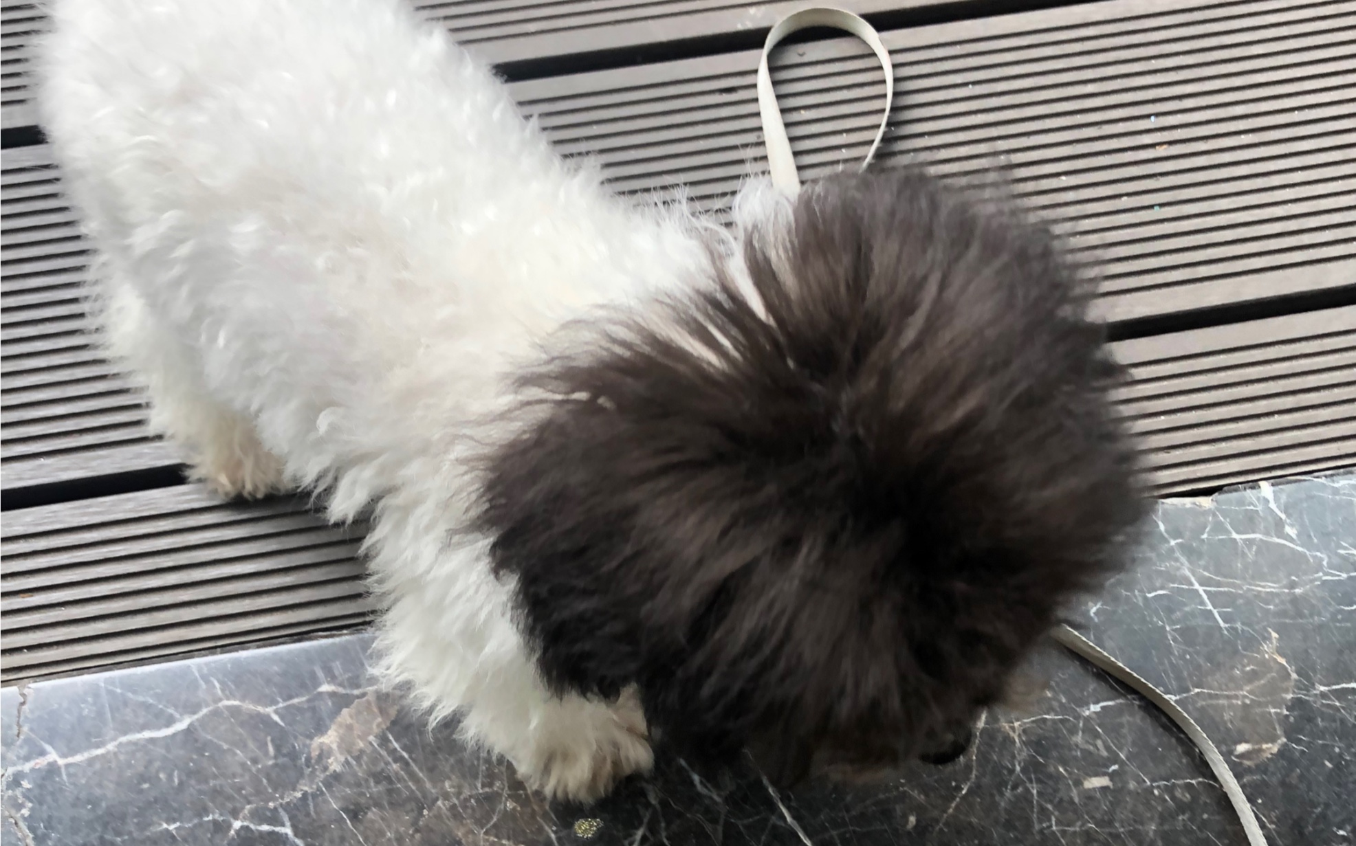 猛男必看小修狗|照相馆门口酷似莫言的看家小狗:嗷,生人勿近,超凶哒