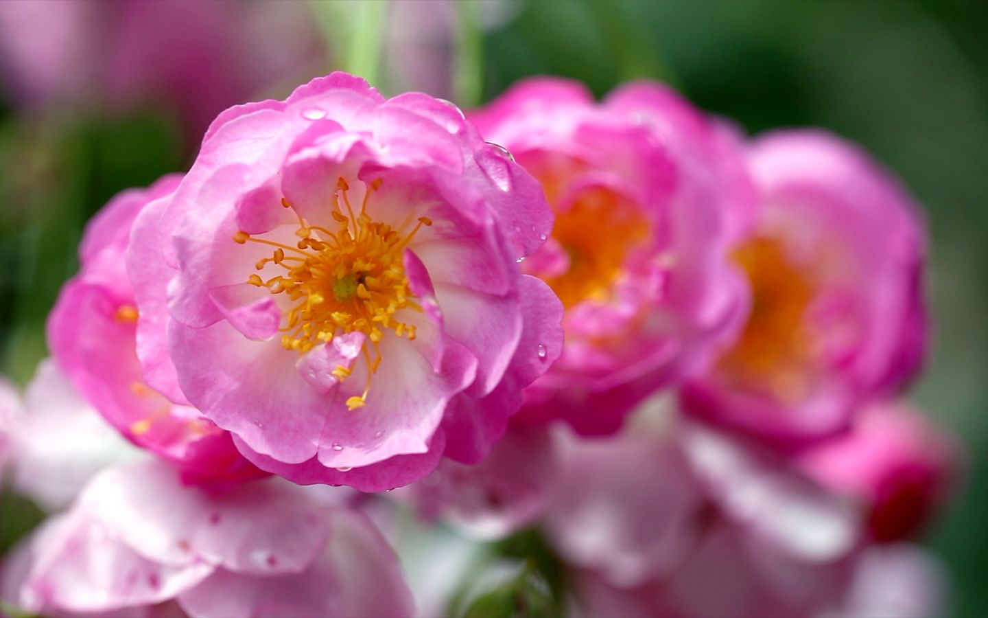 [图]雨 落 蔷 薇 ~ 花 开 有 时