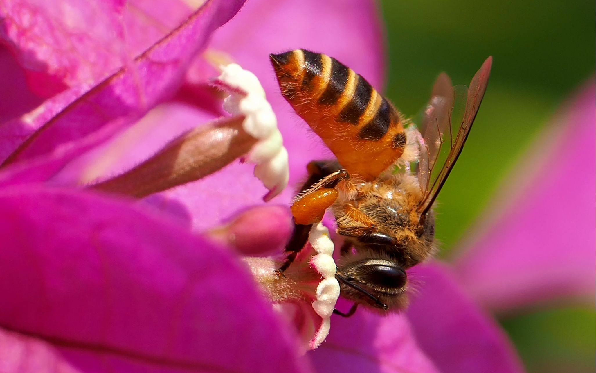 在三角梅上采花蜜的小蜜蜂