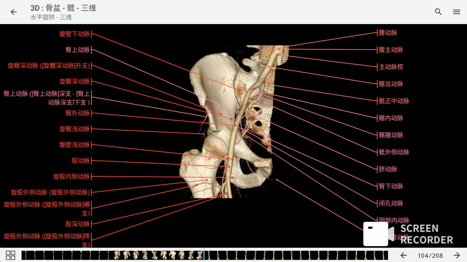 [图]影像解剖图谱神器 医学影像学必备 e-anatomy中文最新版 腿（动脉和骨）