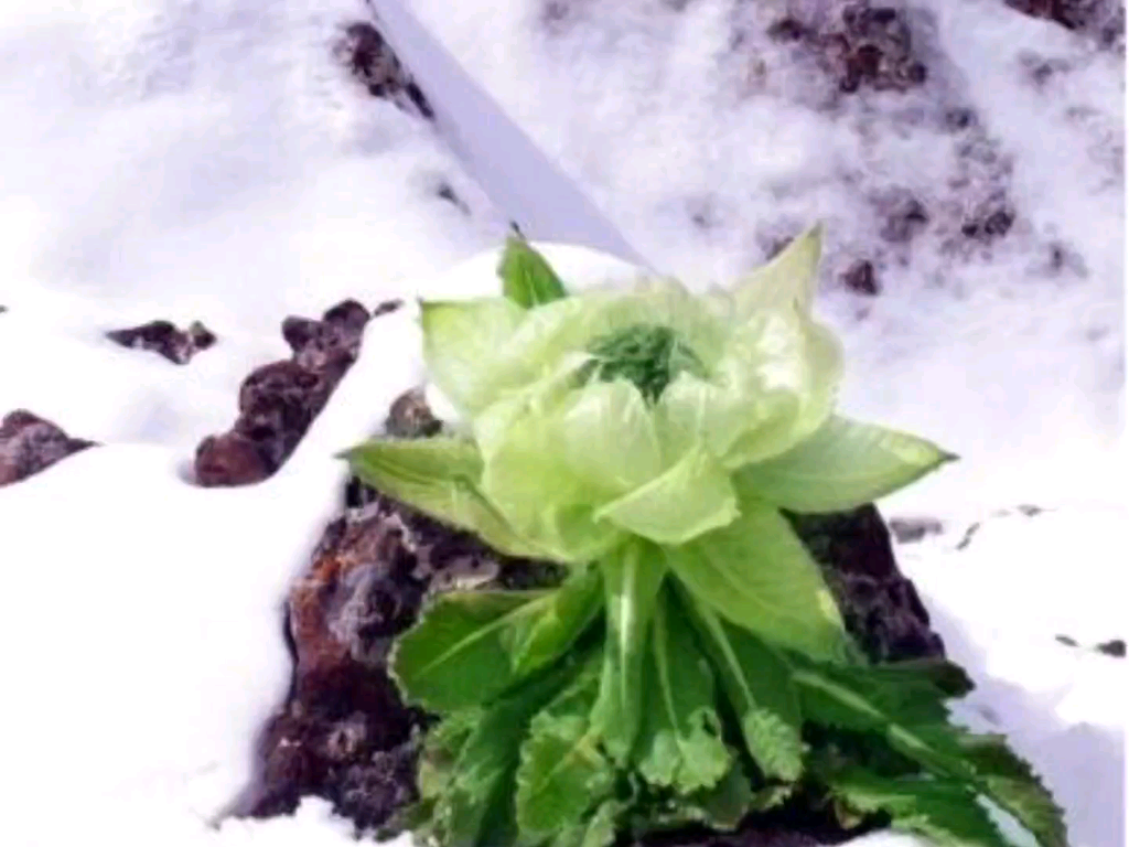 [图]天山雪莲的知识②