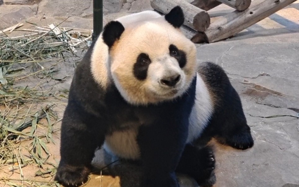 【大熊猫酷酷】奶爸,虽然我近视,但我确定听到你声音了,快给我零食