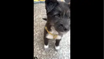 跳跳：你怎么舍得丢下我去上班的！！
