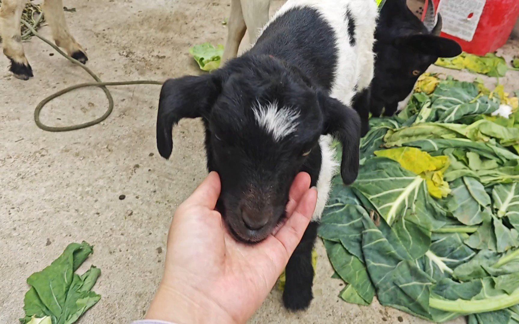 羊羊喝水嘴巴都不动的嘛