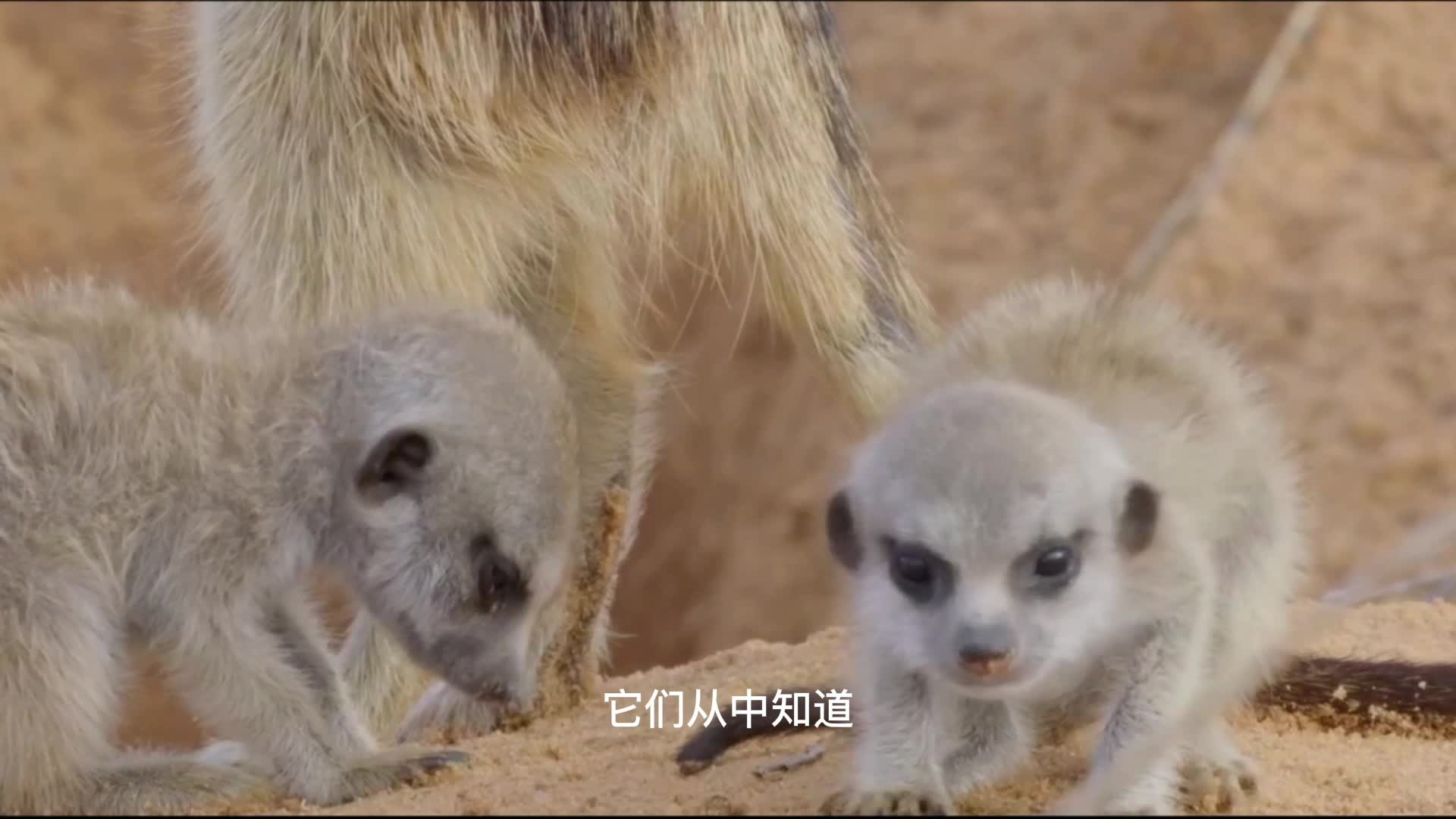 [图]荒漠中的狐獴家族和天敌1