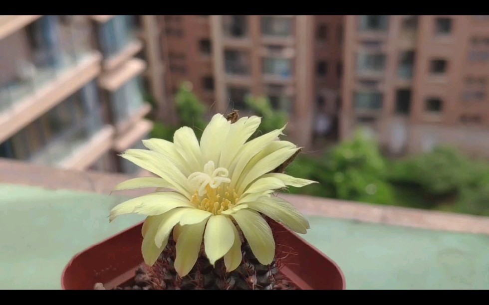 蜈蚣丸蓬莱宫黄仙玉开花合辑