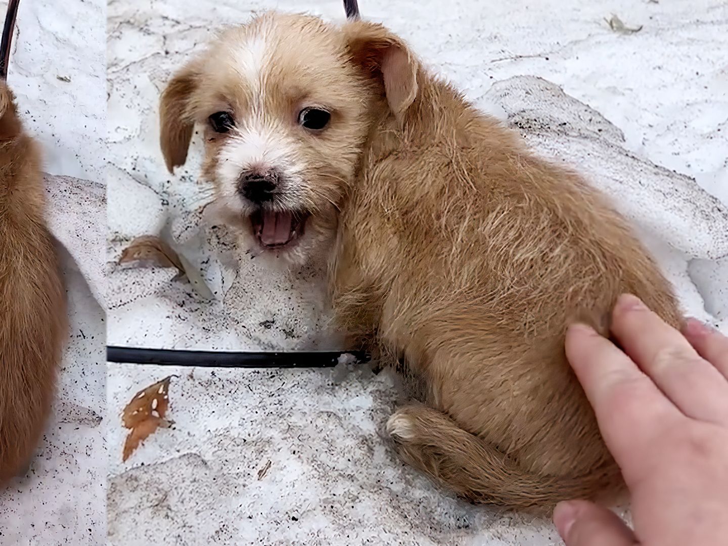流浪狗在雪中冻的浑身发抖,小狗前腿受伤被主人遗弃