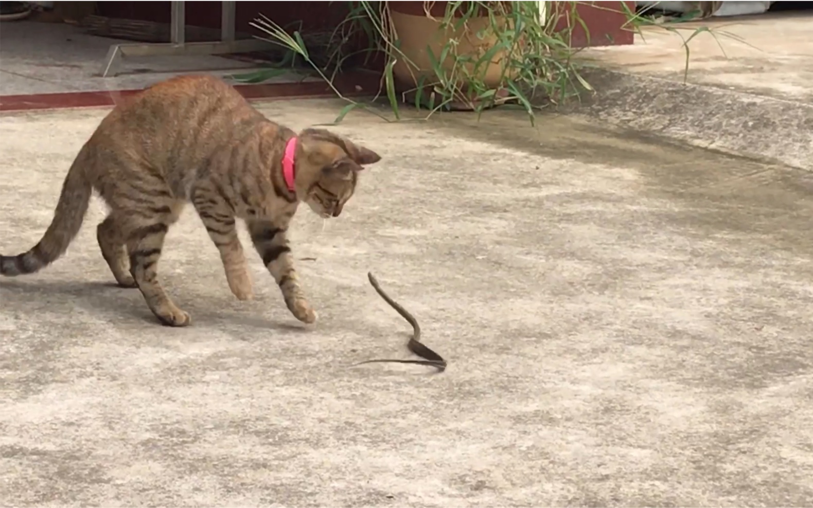 [图]龙虎斗：狸花猫大战小蛇三百回合，就是这么威武