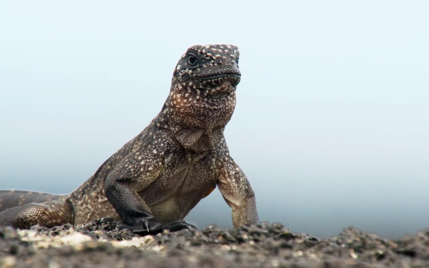 加拉帕戈斯游蛇捕猎海鬣蜥全程