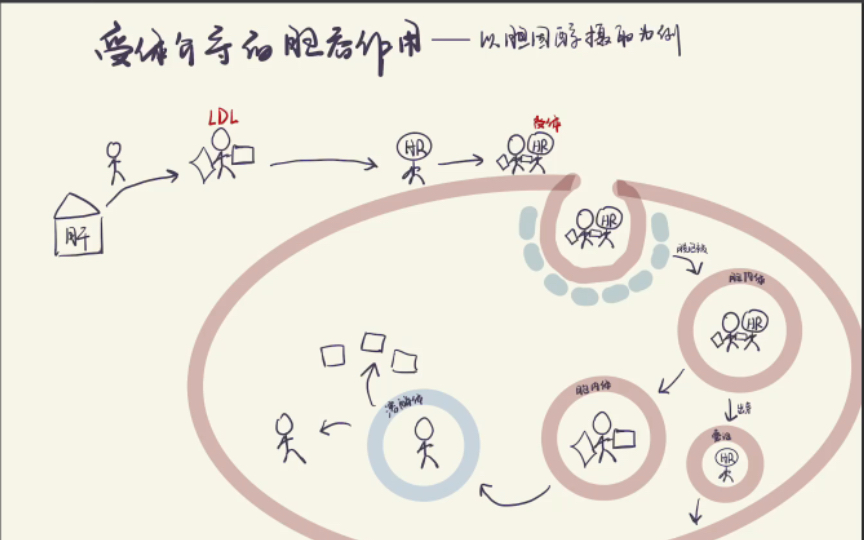 以胆固醇为例简述受体介导的胞吞作用哔哩哔哩bilibili