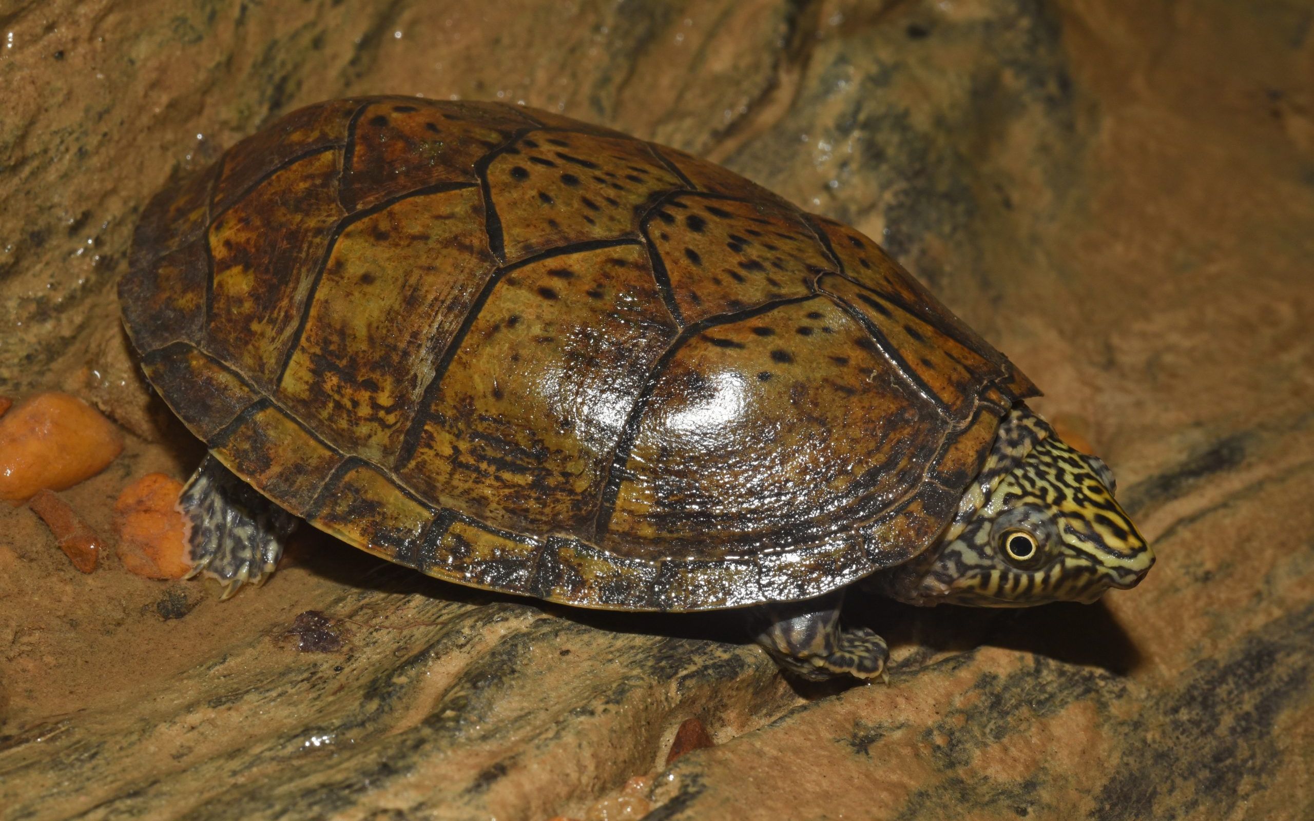 【熟肉】小麝香属之王---野采平背麝香龟