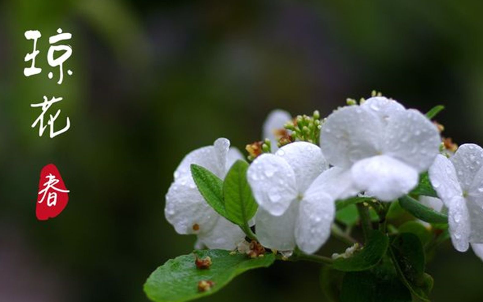 活动作品20220122琼花雨雪情景式