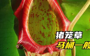 Descargar video: 这种植物长得像马桶，里面全是化尸水，动物掉进去就会被化掉！