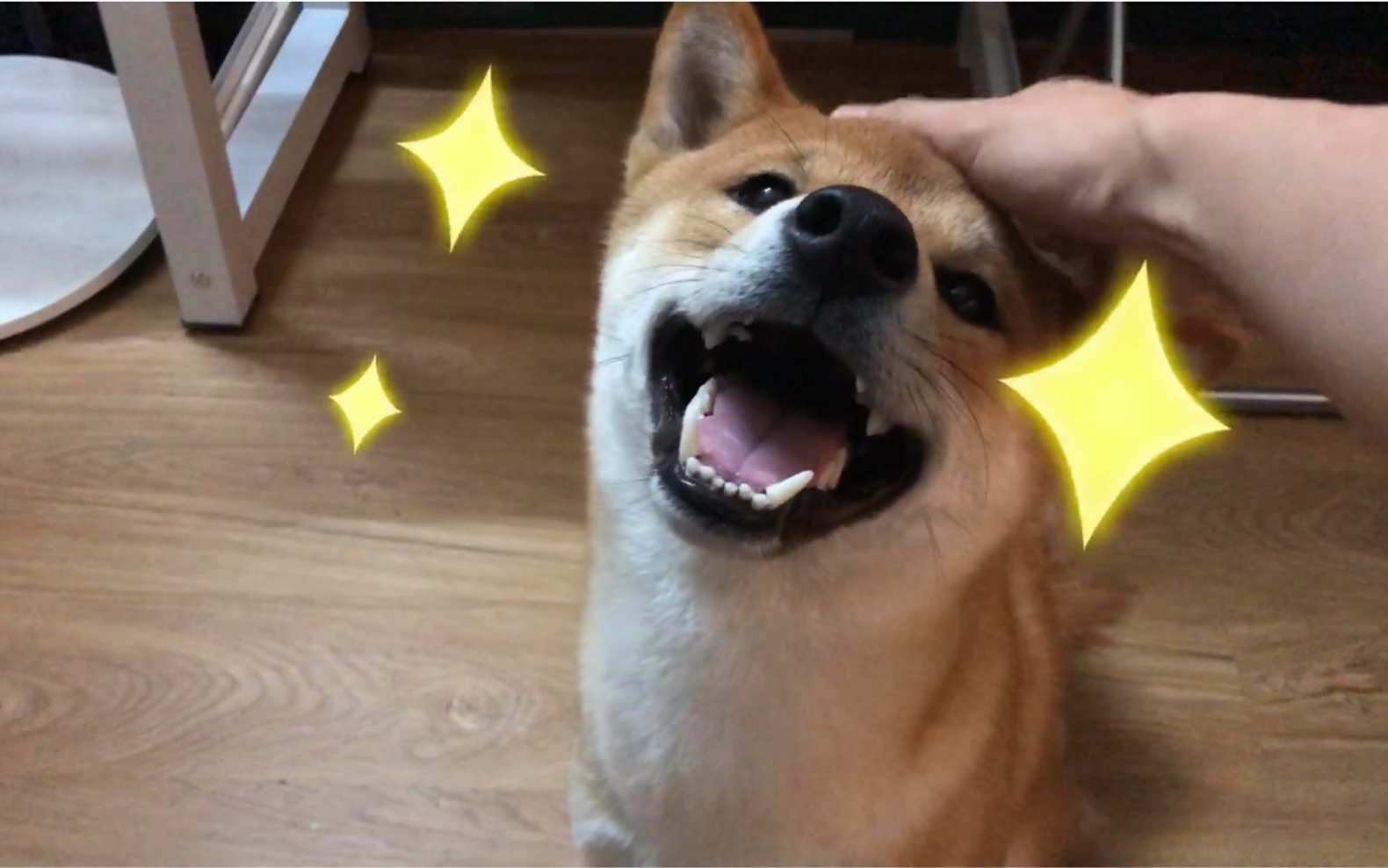 【柴犬豆豆】只要摸摸头就会很开心