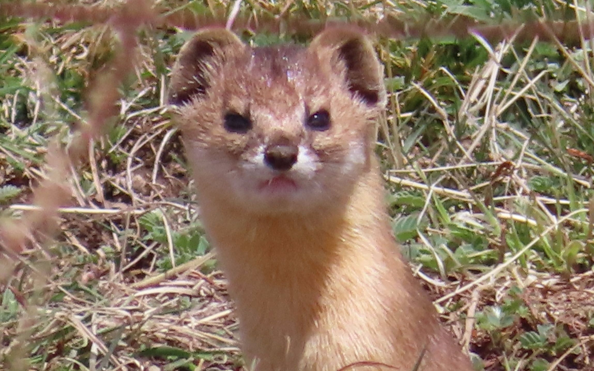 【高原生态】萌萌的香鼬_哔哩哔哩 (゜-゜)つロ 干杯~-bilibili