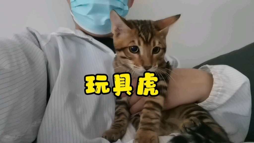 玩具虎猫价位图片