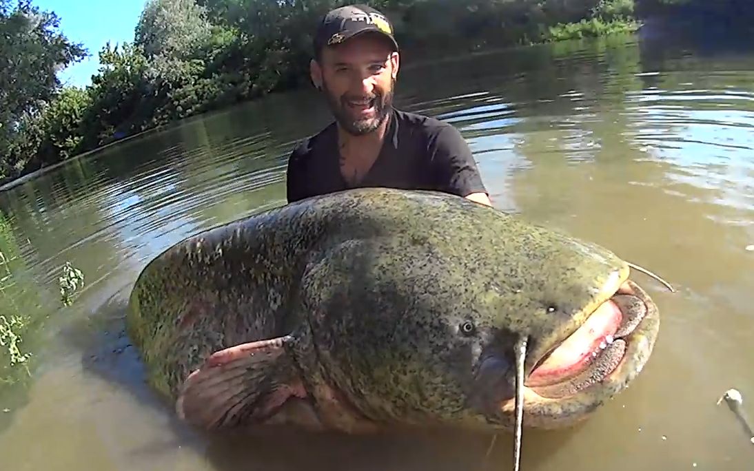 在巴西旅游钓到一条200斤大鲶鱼!中国吃货:这鱼怎么吃?