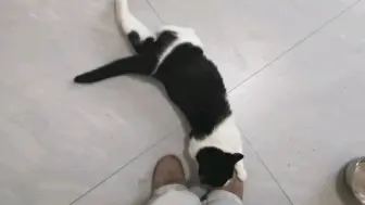 这是奶牛啊？
