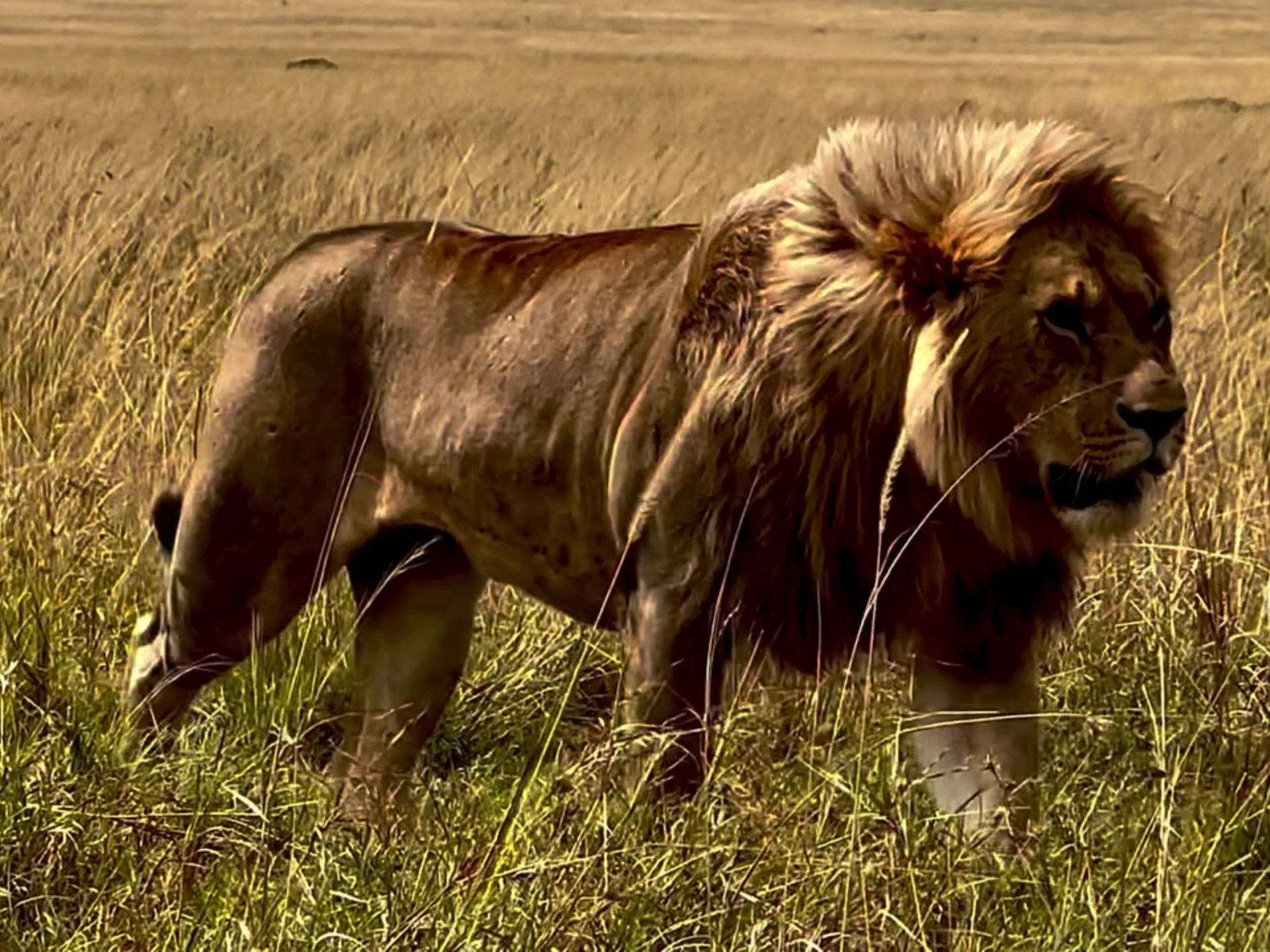 3岁2个月的玛莎狮王齐奥兹