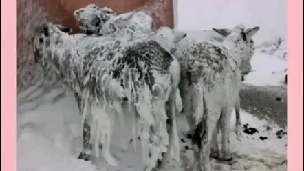 [图]你在南方的艳阳里大雪纷飞，我在北方的寒夜里四季如春