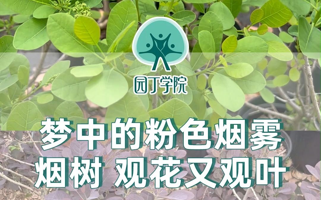 [图]梦中的粉色烟雾 烟树 观花又观叶