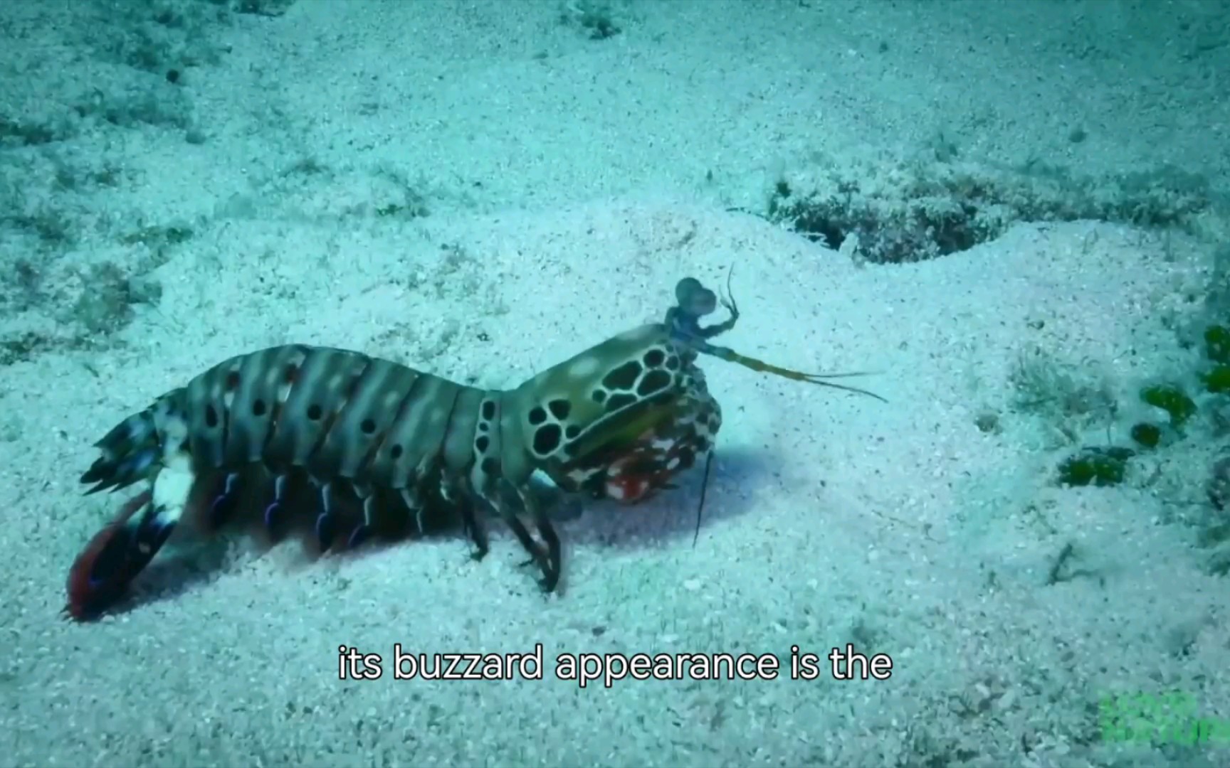 大海里的拳击手雀尾螳螂虾