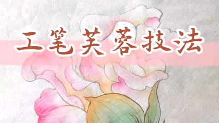 工笔芙蓉花技法,详细教程.哔哩哔哩bilibili