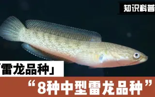 中型鱼 搜索结果 哔哩哔哩 Bilibili