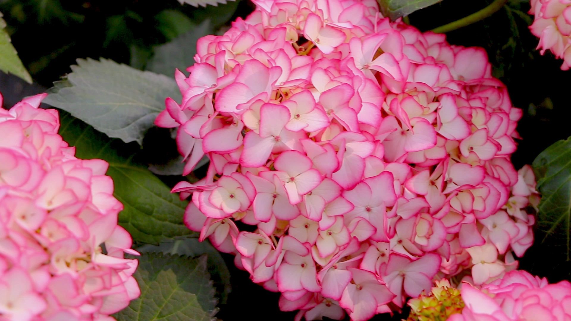 绣球塞布丽娜甜美可爱的美少女直男看了都心动的绣球