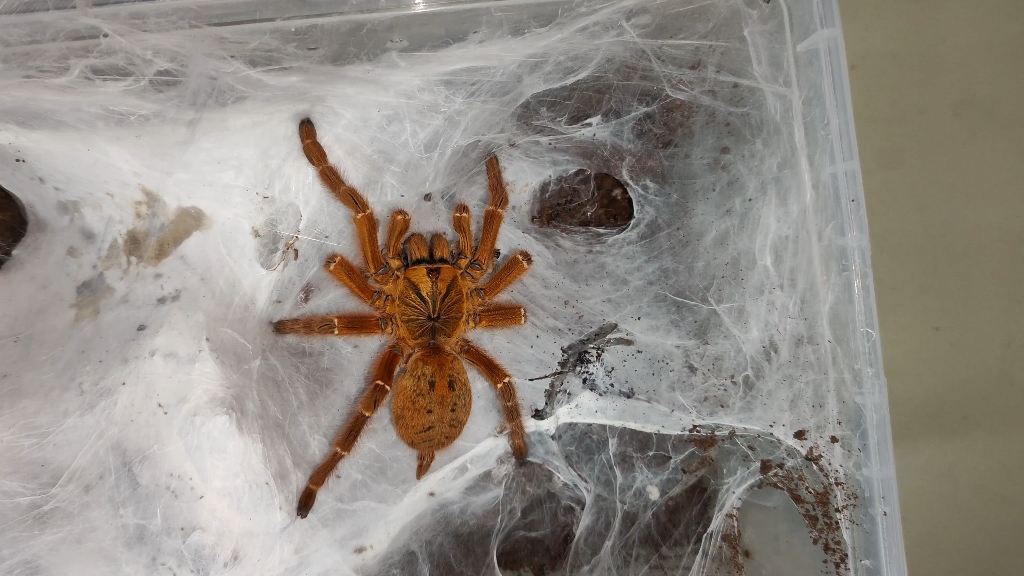 橙巴布成体母-c8-喂食杜比亚