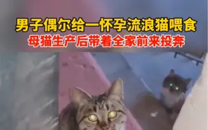 Download Video: 男子偶尔给一怀孕流浪猫喂食，母猫生产后带着全家前来投奔