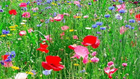 搜索 哔哩哔哩 つロ干杯 Bilibili