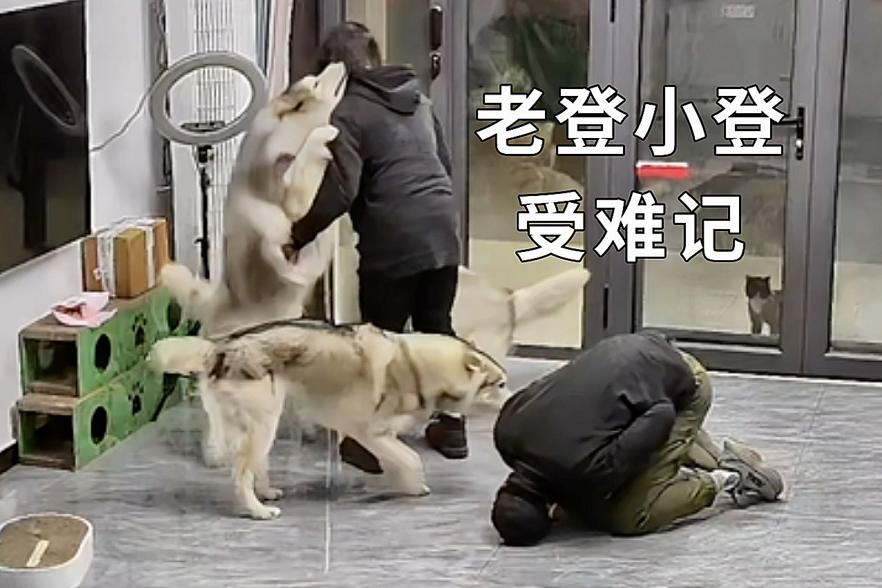 只有苦力和他的臭宝阿sir受伤的世界达成了!