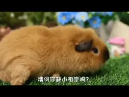 下载视频: 出售泰加荷兰猪