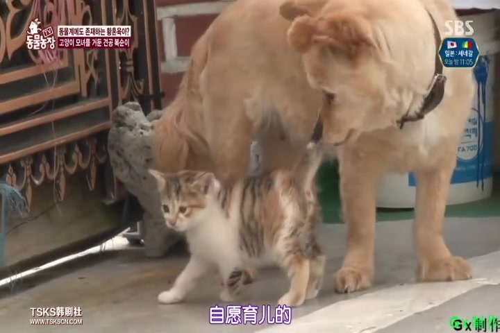 [图][动物农场]照顾小猫的狗妈妈（后续）