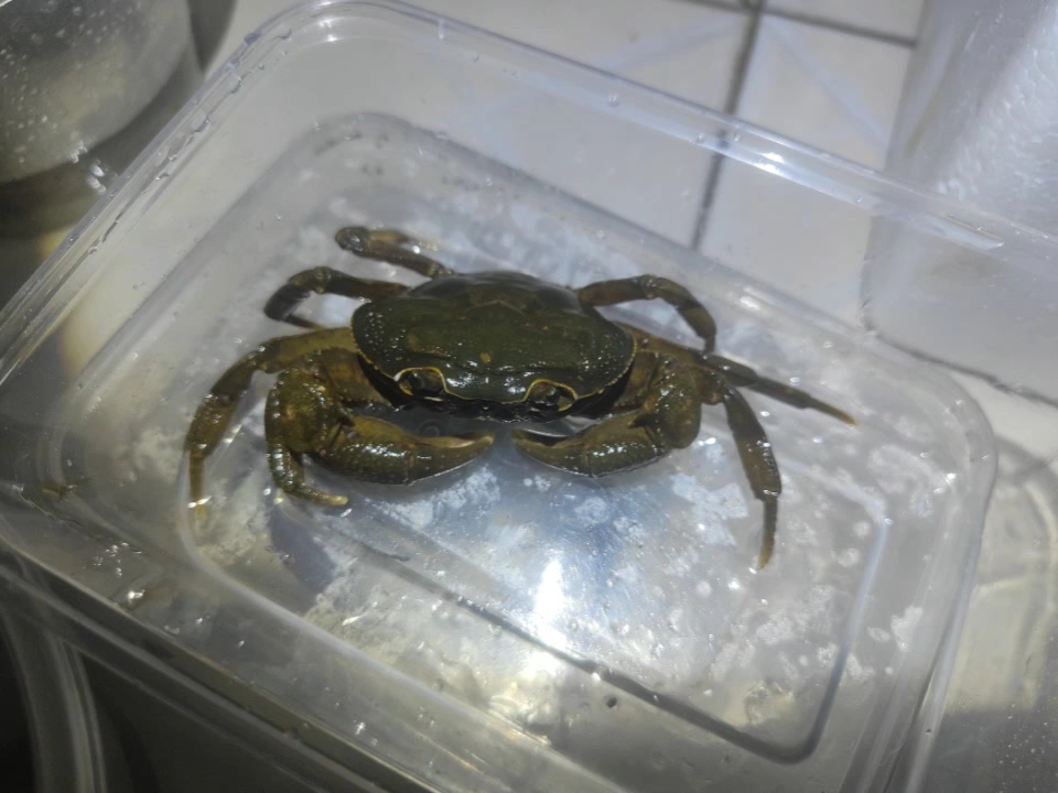 印支溪蟹(中印溪蟹),一键三连参与抽奖,抽一个人送3只僵尸绿的印支