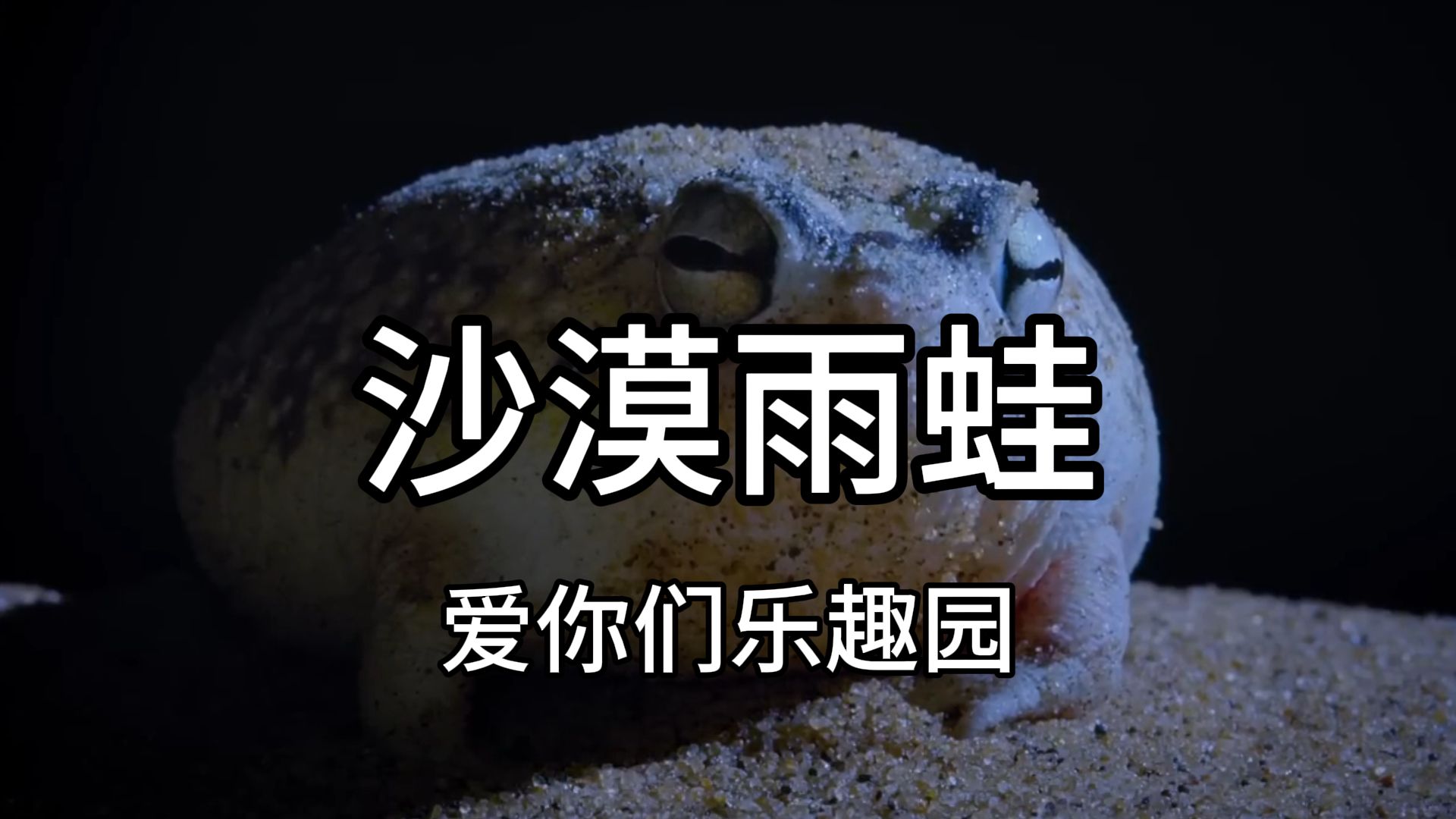 沙漠雨蛙,长得像蛙的馒头