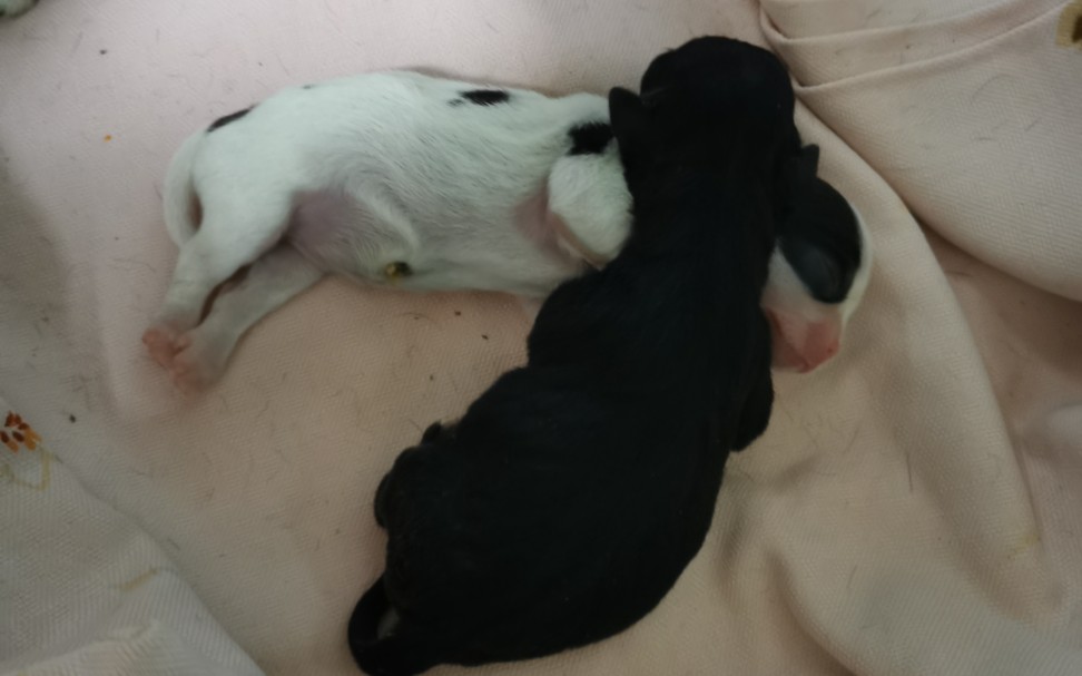 吉娃娃怀孕剖腹产两只,一只黑白花呼吸微弱不发声,按摩一小时后终于有