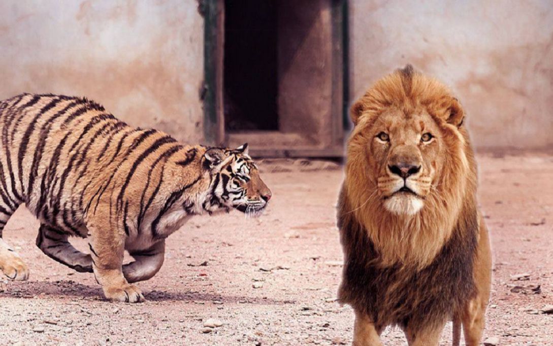 百兽之王!狮子和老虎全方面对比,谁更强悍?专家:老虎狂揍狮子