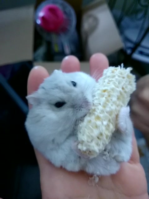 [仓鼠]啃玉米的老司机get转笔技能