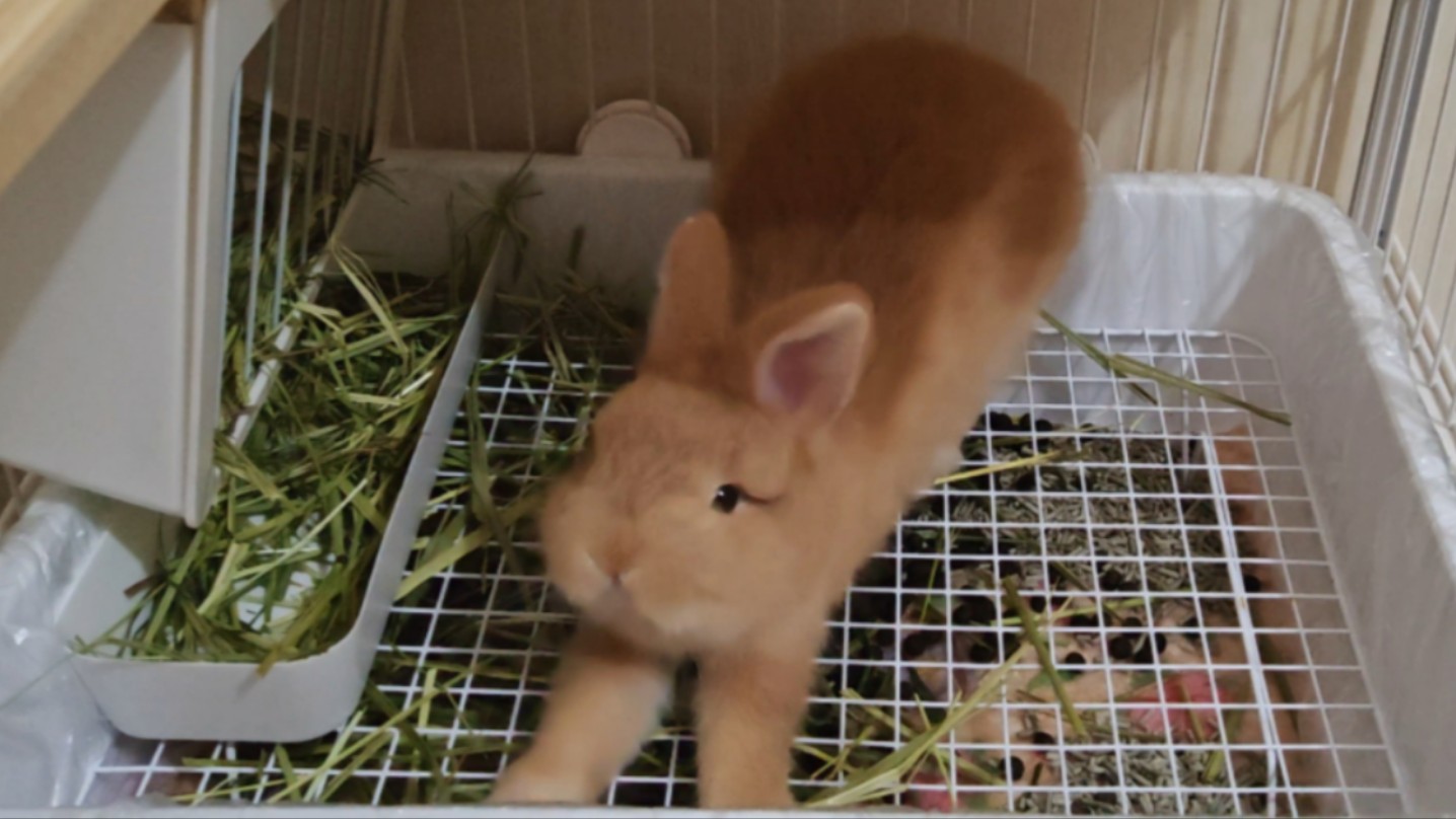 小兔伸懒腰