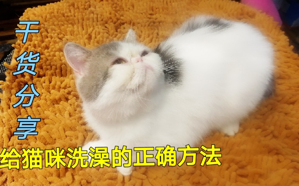 如何正确给猫咪洗澡,铲屎官洋哥手把手教,网友:终于学到了哔哩哔哩bilibili