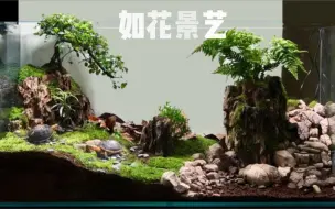 Download Video: 满月之旅-满月视频记录。黄缘闭壳龟成体生态造景。成体龟缸水陆缸半水龟溪流瀑布造景手工制作造景乌龟造景缸爬宠缸星点龟水龟缸