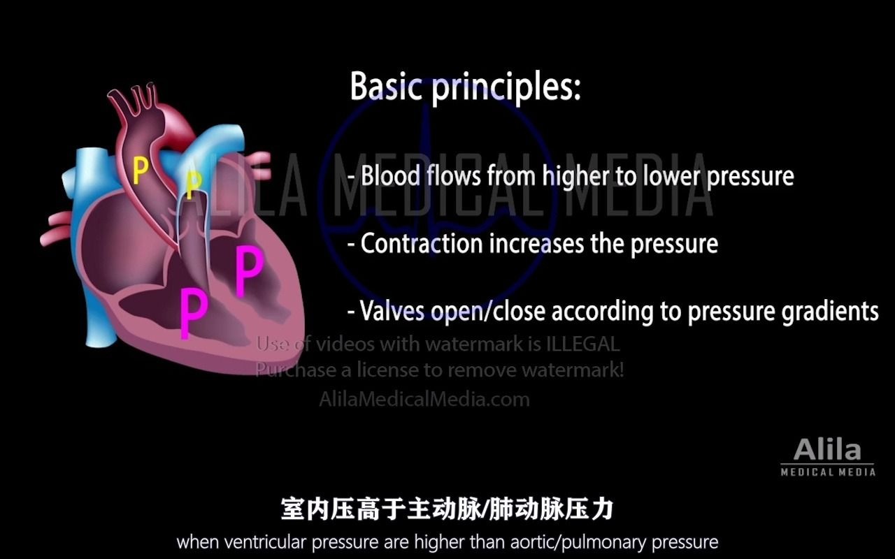 【Alila Medical Media】33.心动周期哔哩哔哩bilibili