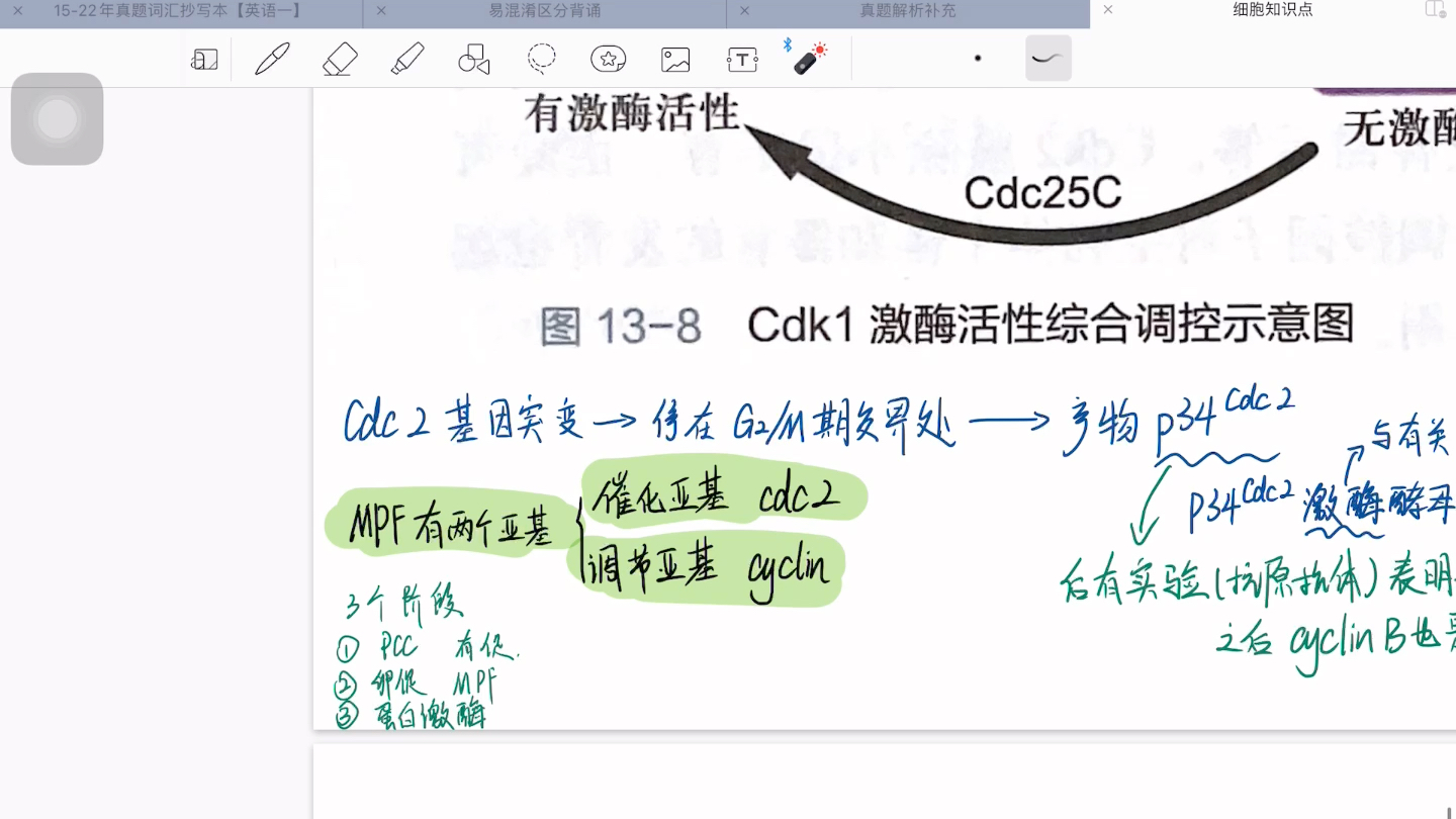 M/G2期转化与Cdk1的关键调控作用哔哩哔哩bilibili