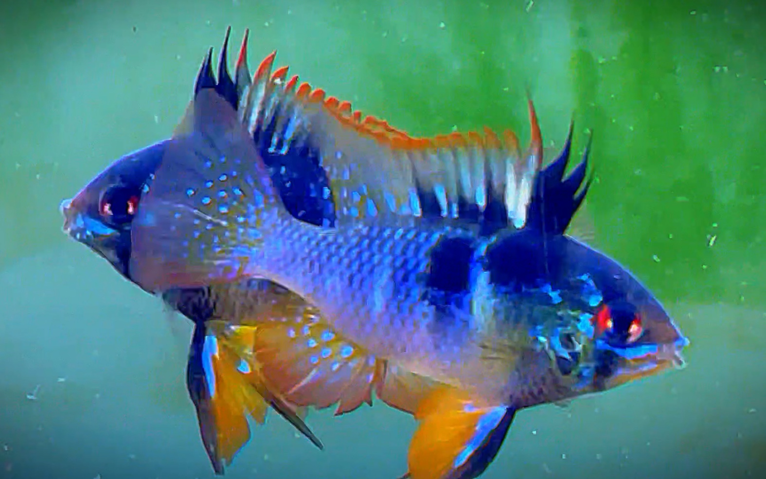 再来一波惊艳的黑凤凰!