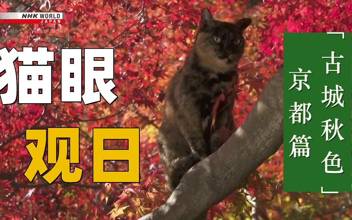 【NHK 中字】猫眼观日 京都篇“古城秋色”【岩合光昭】哔哩哔哩bilibili