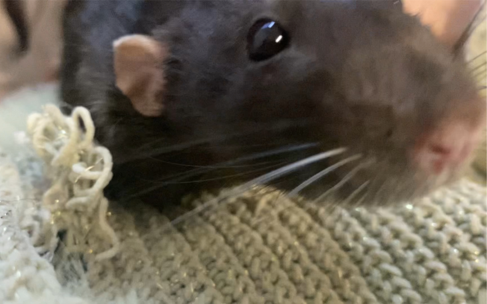 【花枝鼠】养花枝鼠的好处是什么?看了这个视频你就知道啦