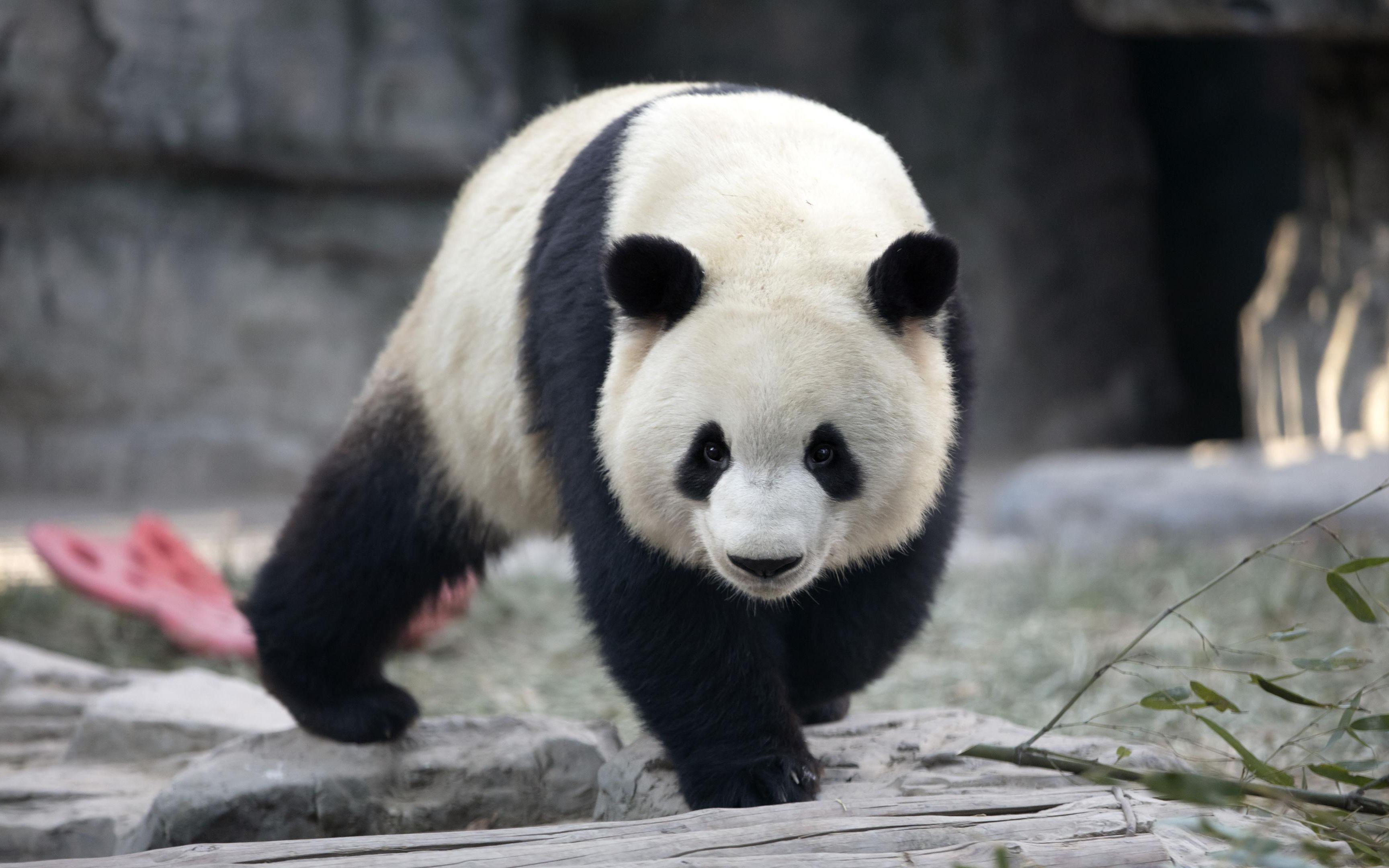 熊猫小时候壁纸图片