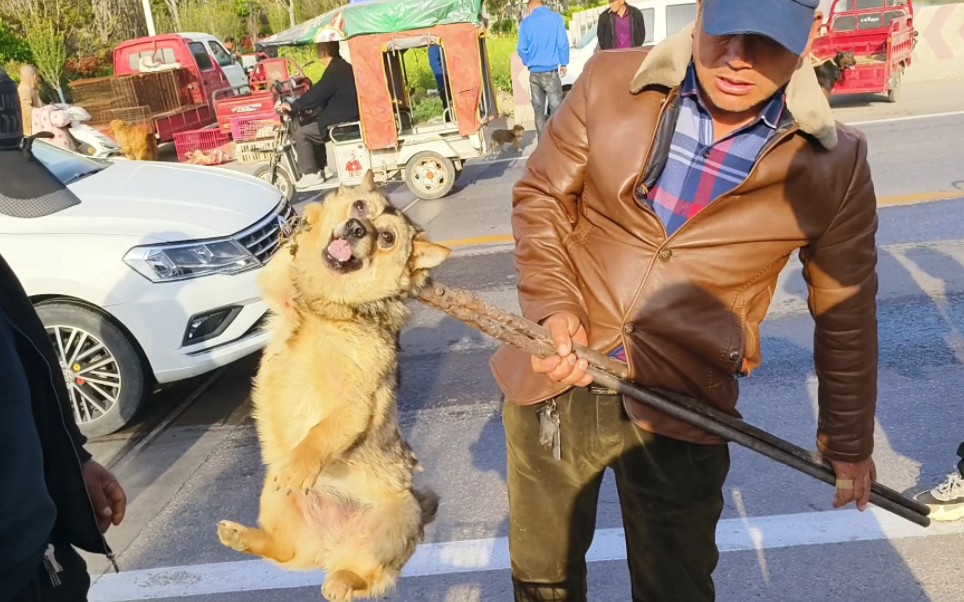 狗市实拍:1300买的英牛600没人要,小土狗咬人主人要求上夹子哔哩哔哩bilibili